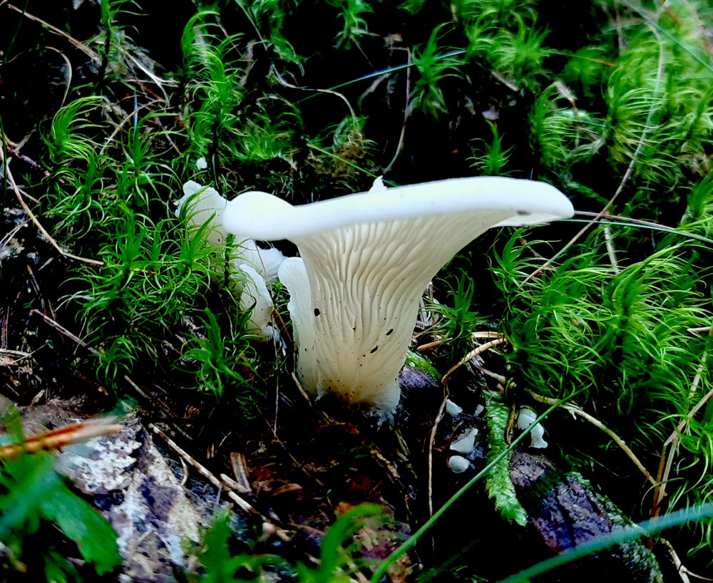 hvit_sopp_tommetanker