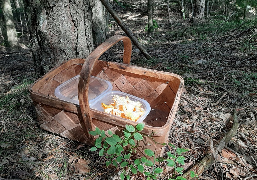 kantarell-erikke_tommetanker