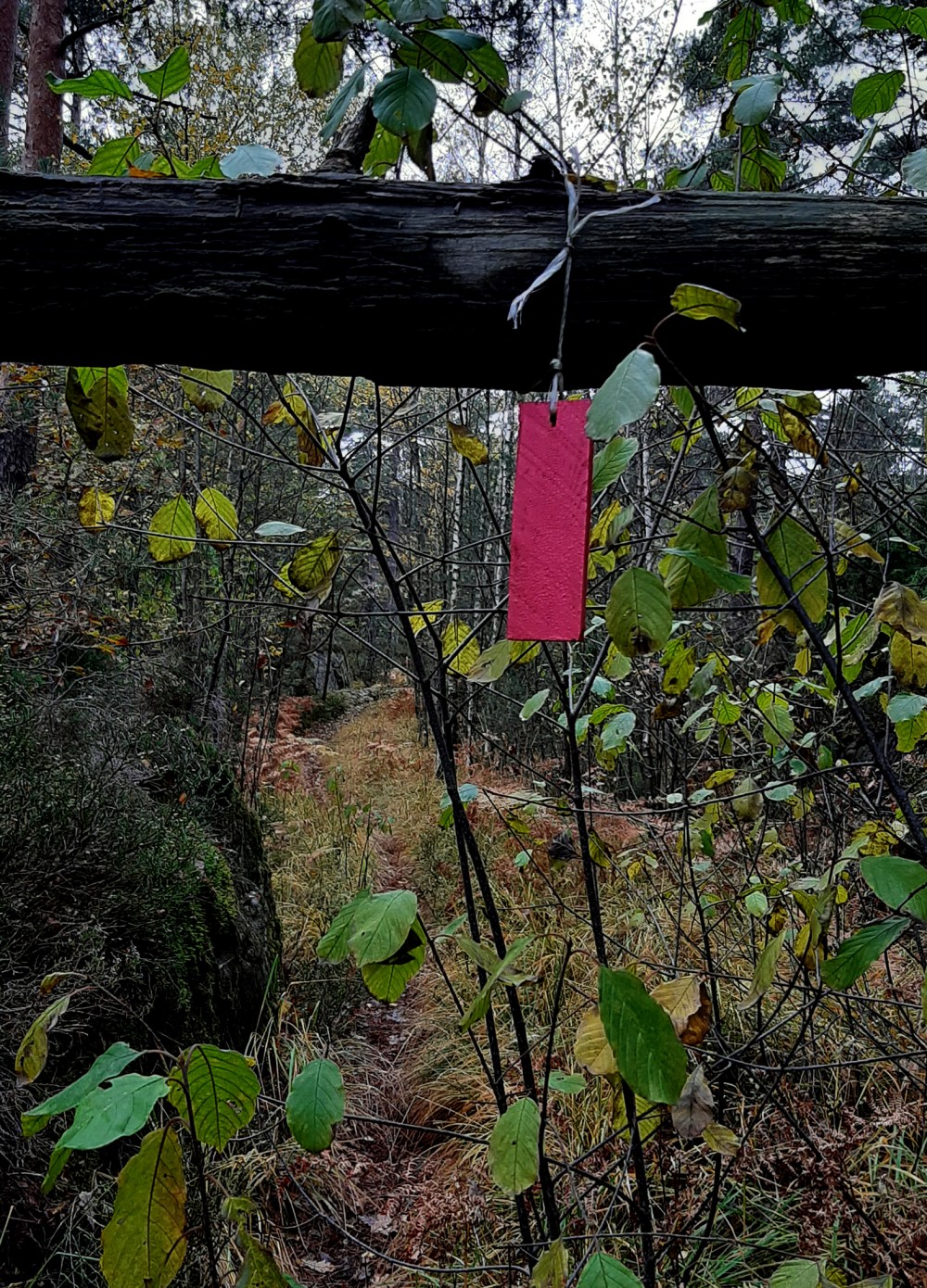 kjevikskogen_tommetanker