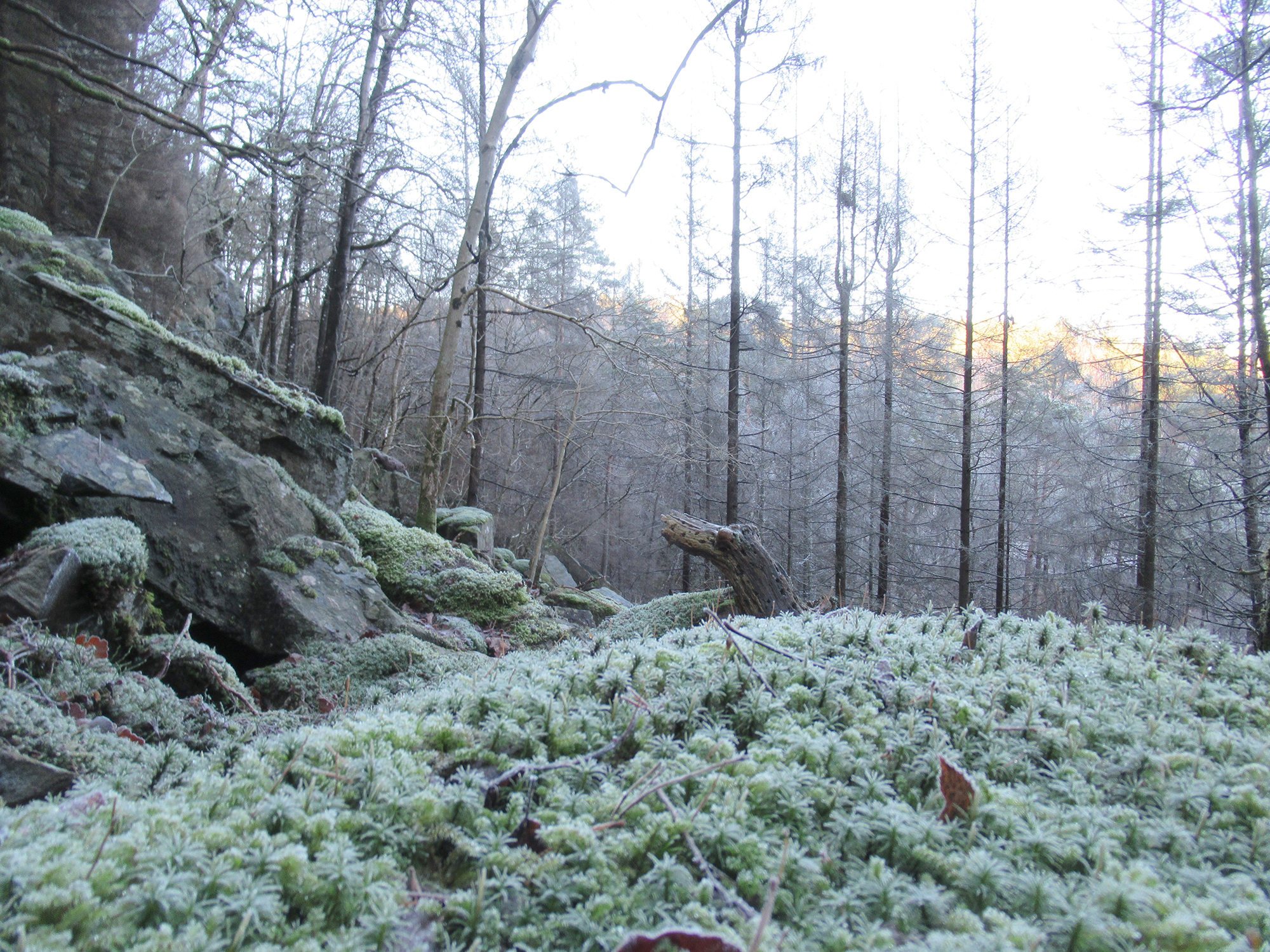 fivann_krokodeille2_tommetanker