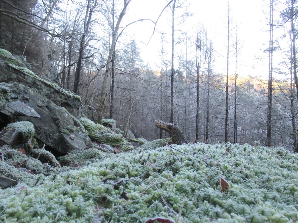 fivann_krokodeille2_tommetanker