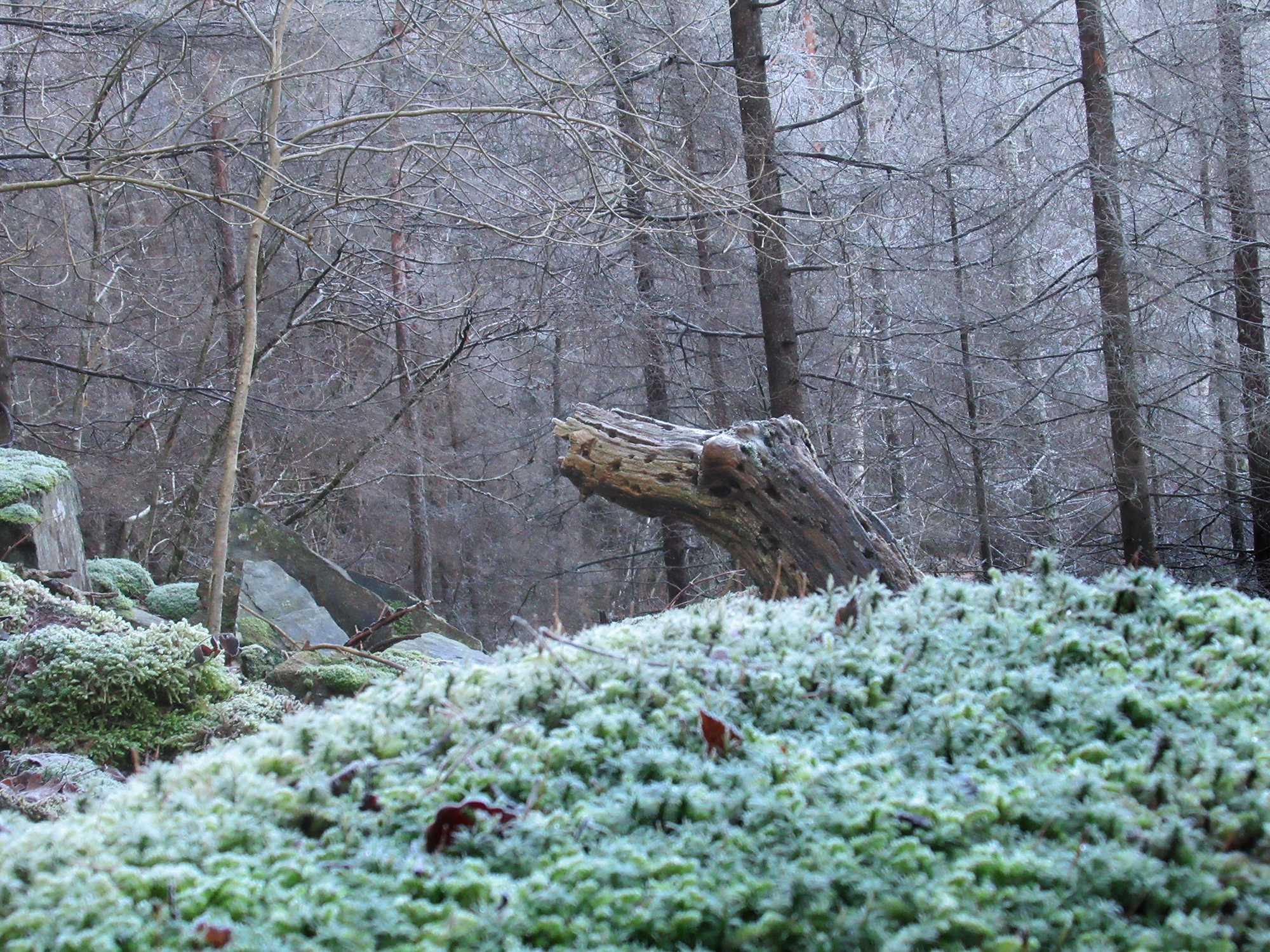 fivann_krokodille_tommetanker