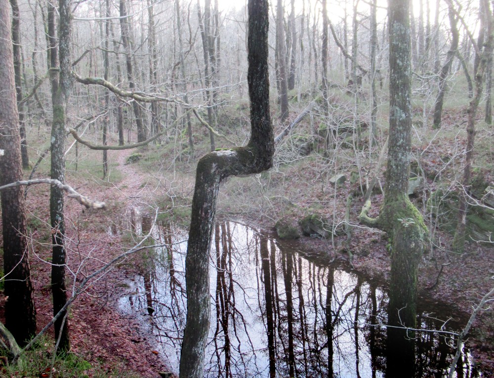 trær_jeg_har_møtt_2_tommetanker