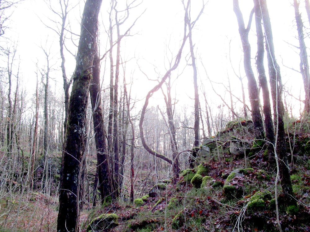 trær_jeg_har_møtt_3_tommetanker