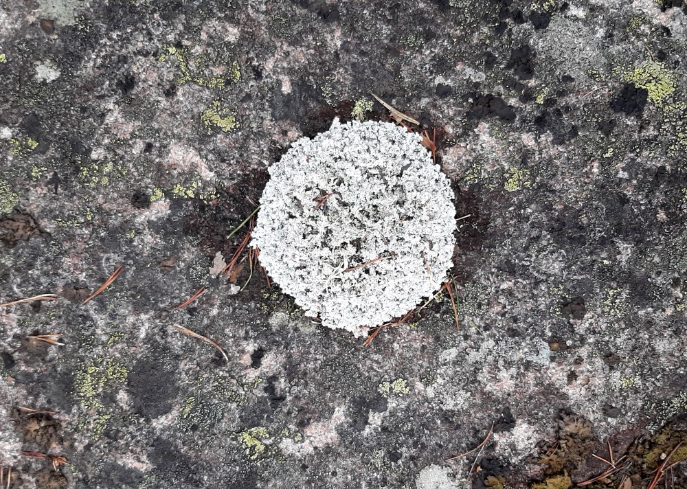 Skaudehei_lav_tommetanker