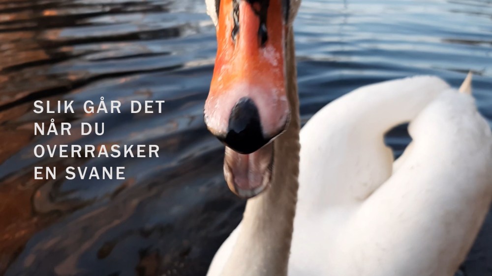 OVERRASKen Svane_tommetanker
