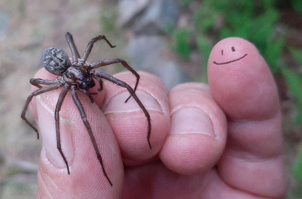 edderkopp1_tommetanker