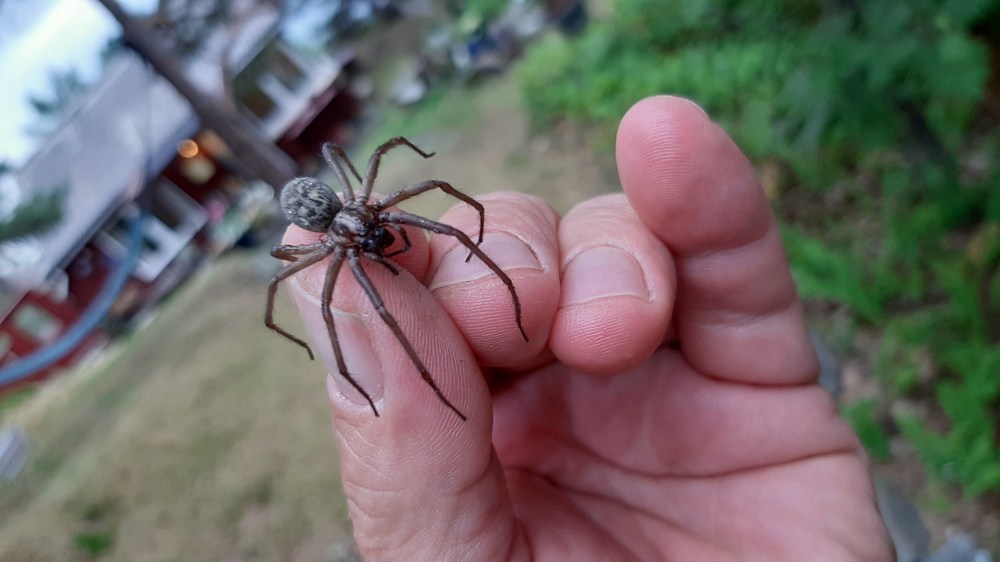 edderkopp_tommetanker