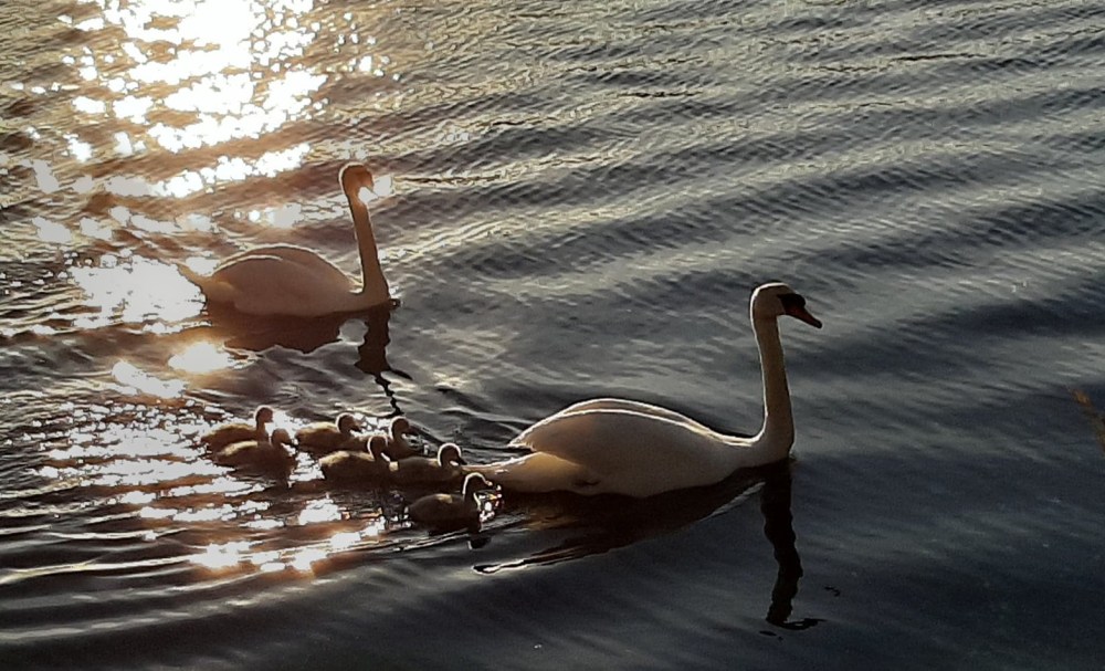 svaner_7_tommetanker