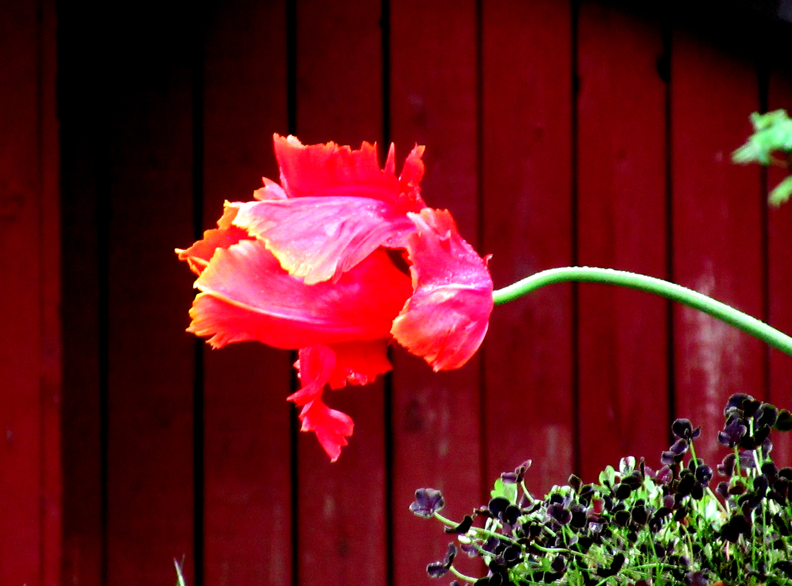 blomst_2_tommetanker