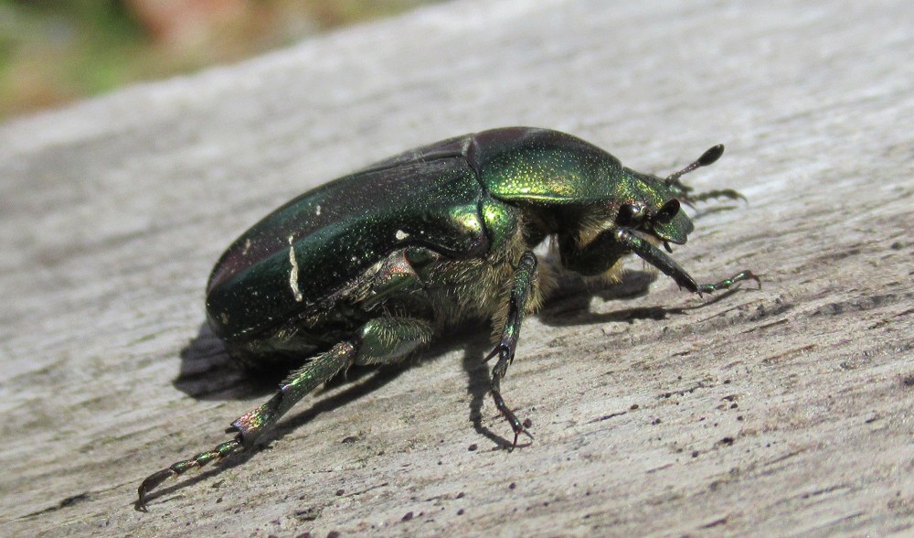 haargullbasse_tommetanker