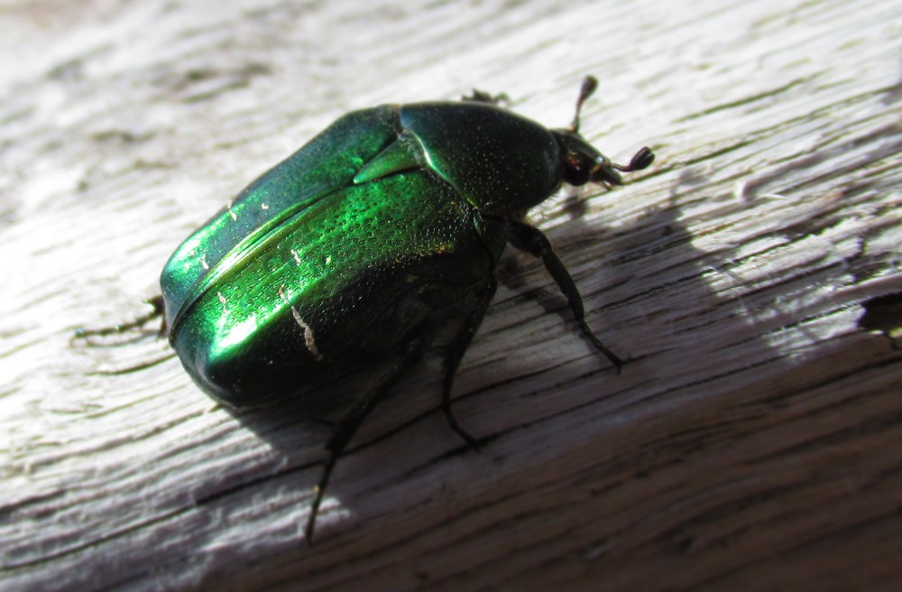 hargullbasse_tommetanker