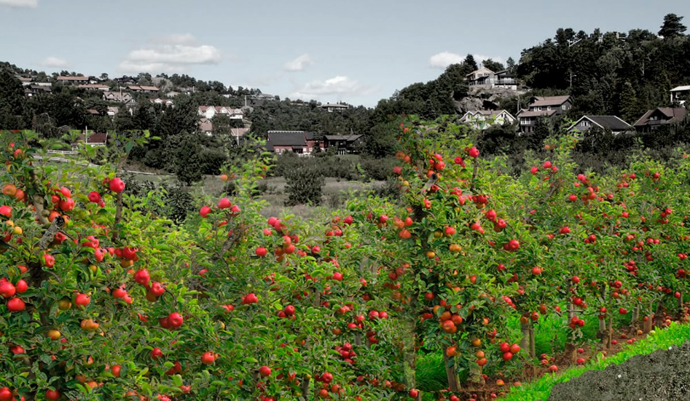 epleslang_bjørndalen_gård