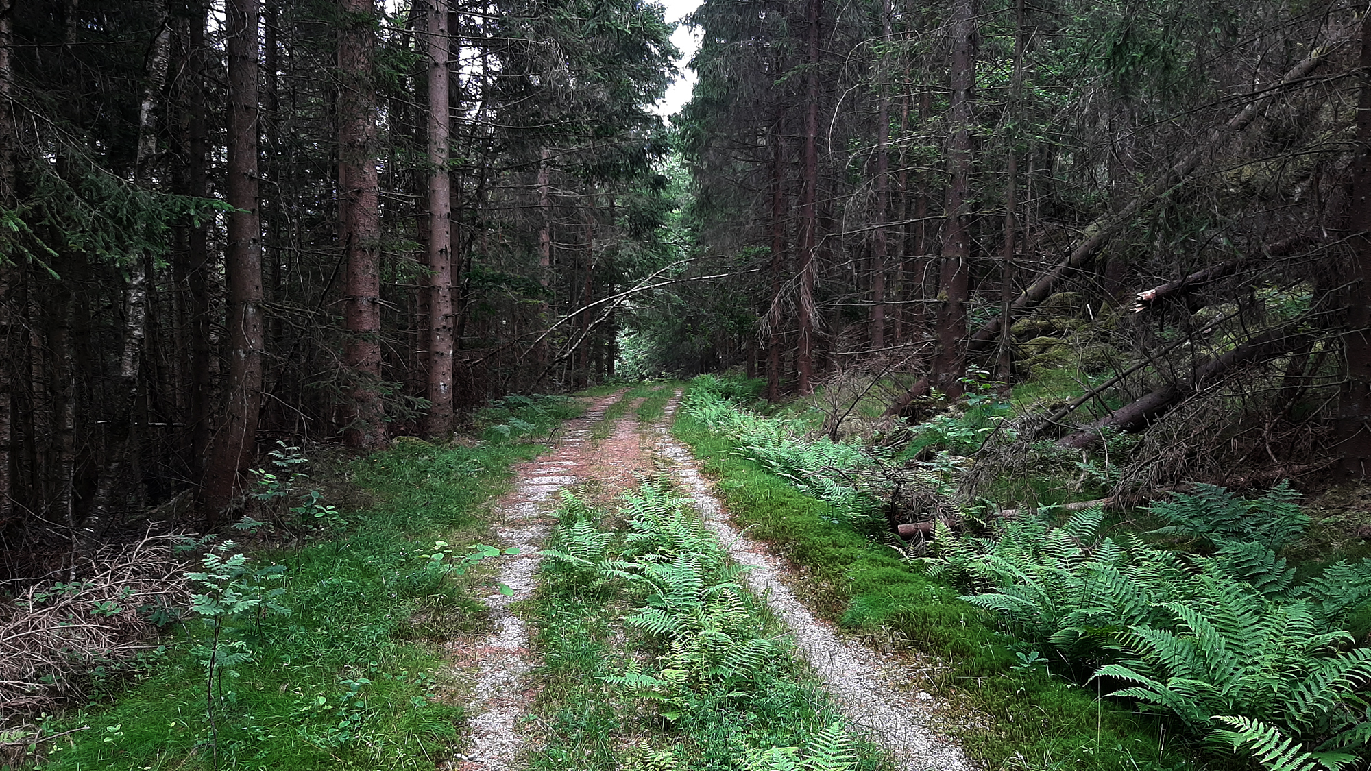 sannesvannet4_tommetanker